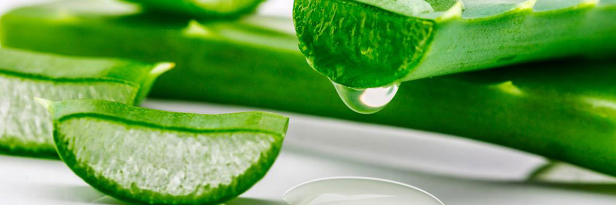 Aloe vera, imperatriz das plantas medicinais